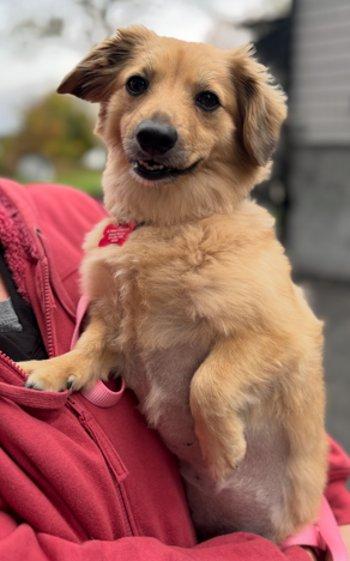 Meera, a Adoptable mixed breed in Bedford Hills, NY image 3/6