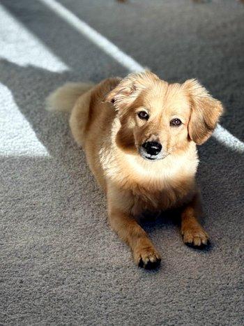 Meera, a Adoptable mixed breed in Bedford Hills, NY image 4/6