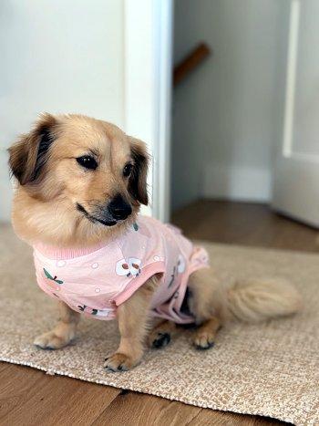 Meera, a Adoptable mixed breed in Bedford Hills, NY image 2/6