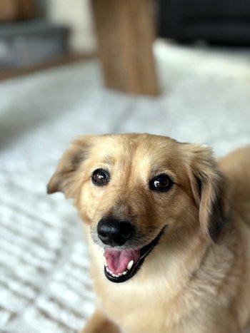 Meera, Adoptable, Adult Female Golden Retriever & Dachshund.