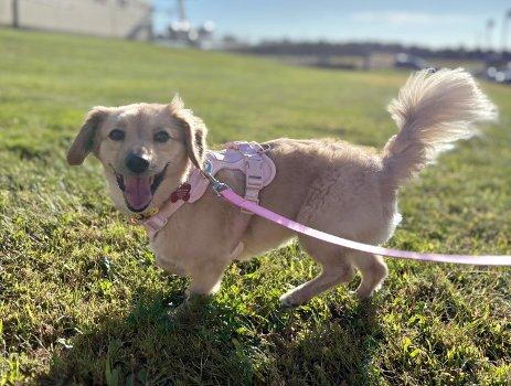 Meera, a Adoptable mixed breed in Bedford Hills, NY image 5/6