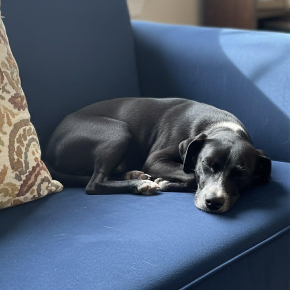 Enlarge Polly, a Adoptable mixed breed in Baltimore, MD image 1/2