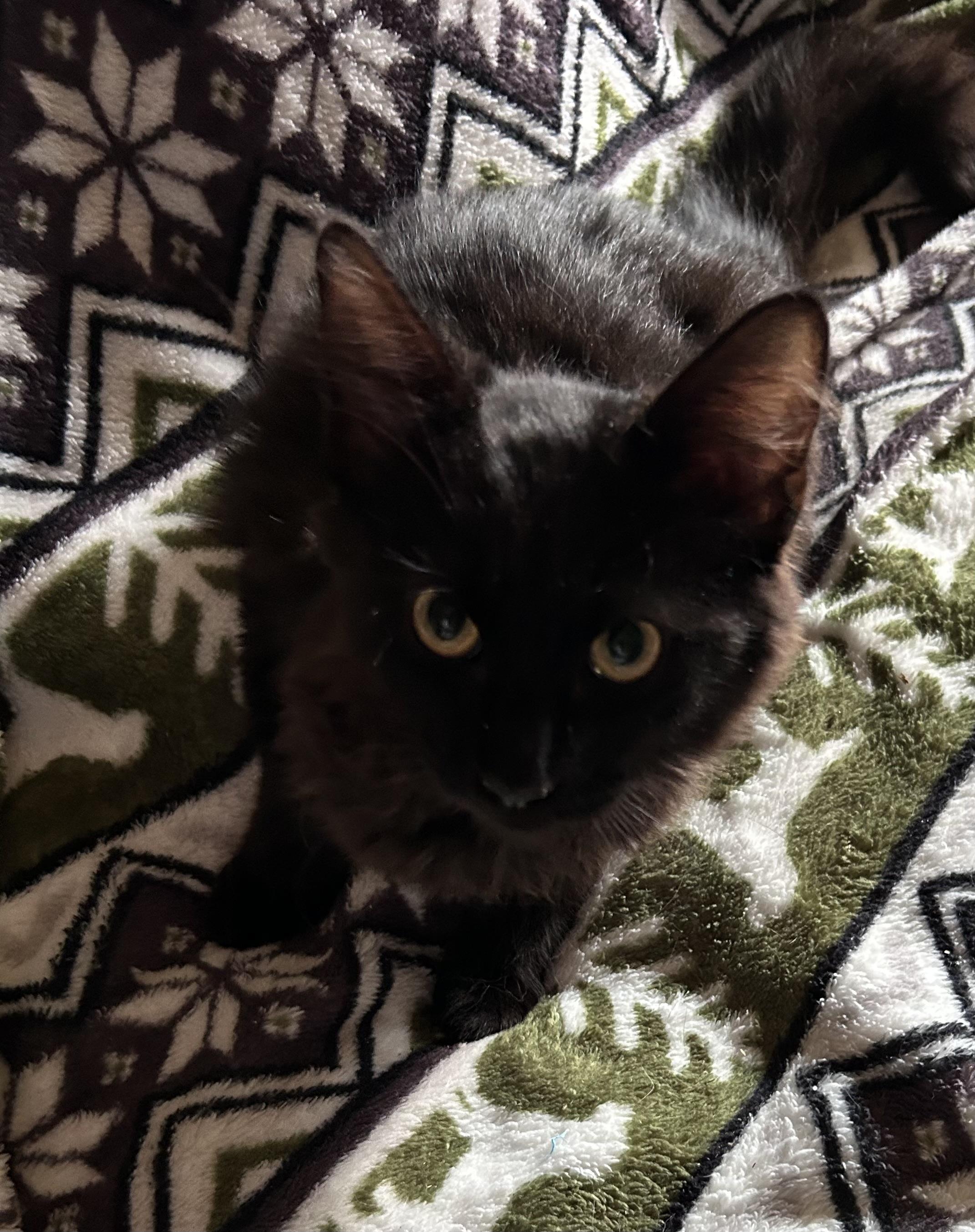 Catrick