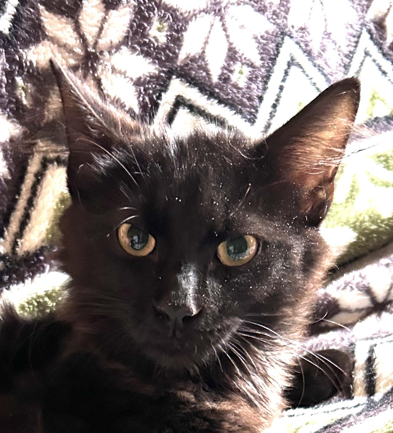 Catrick