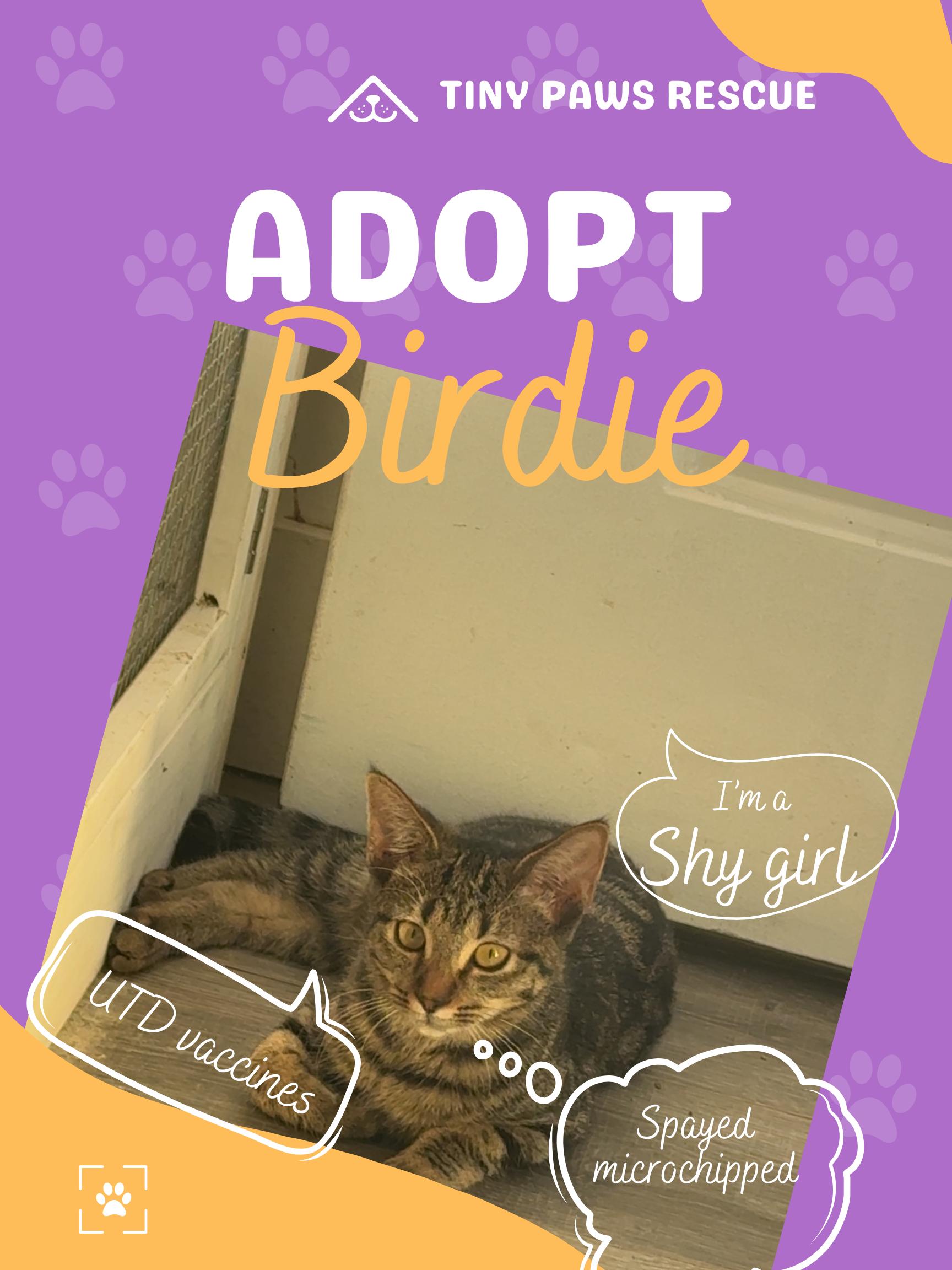 Birdie, a Adoptable Tabby in Brigham City, UT image 1/3