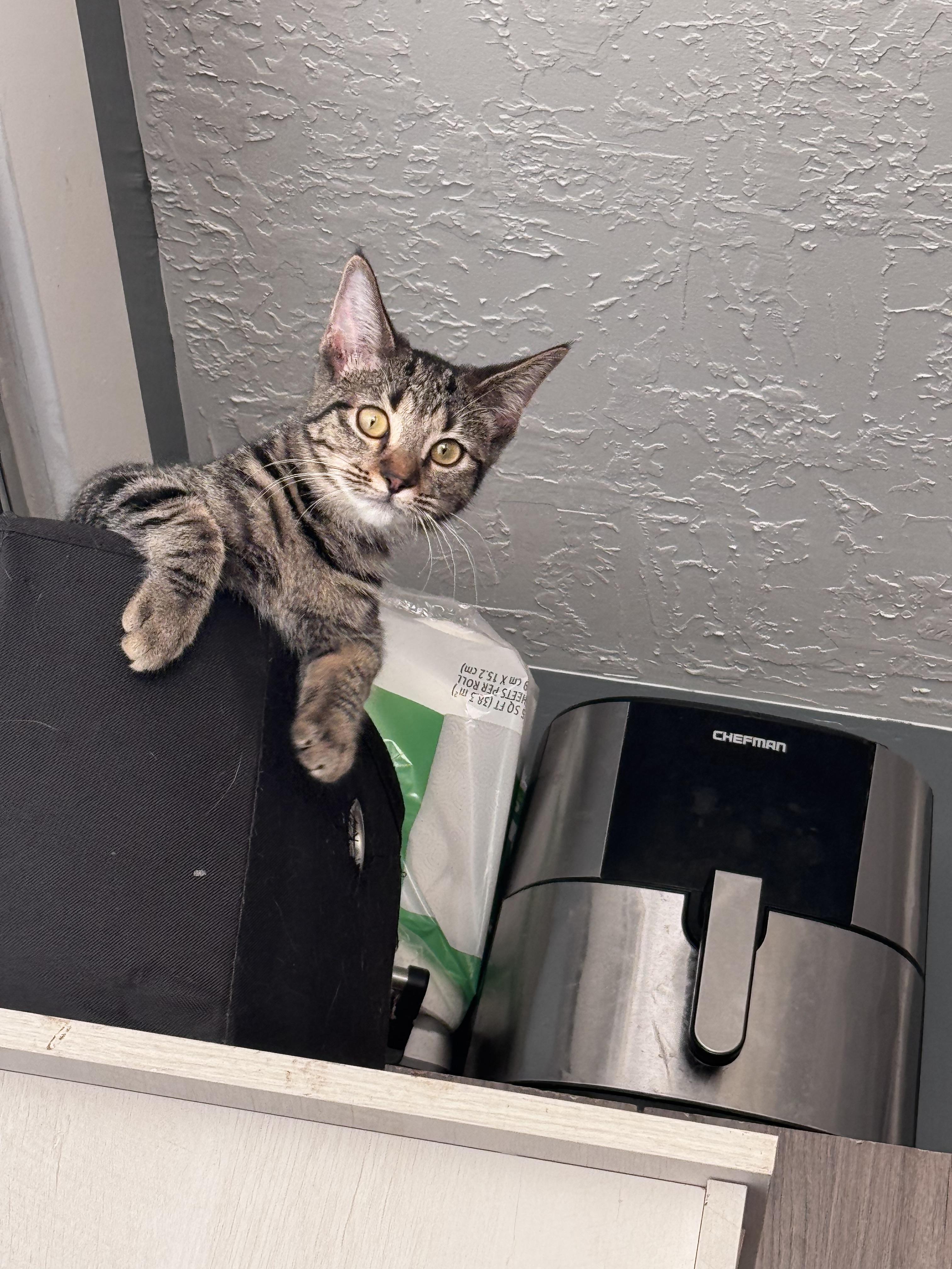 Birdie, a Adoptable Tabby in Brigham City, UT image 2/3