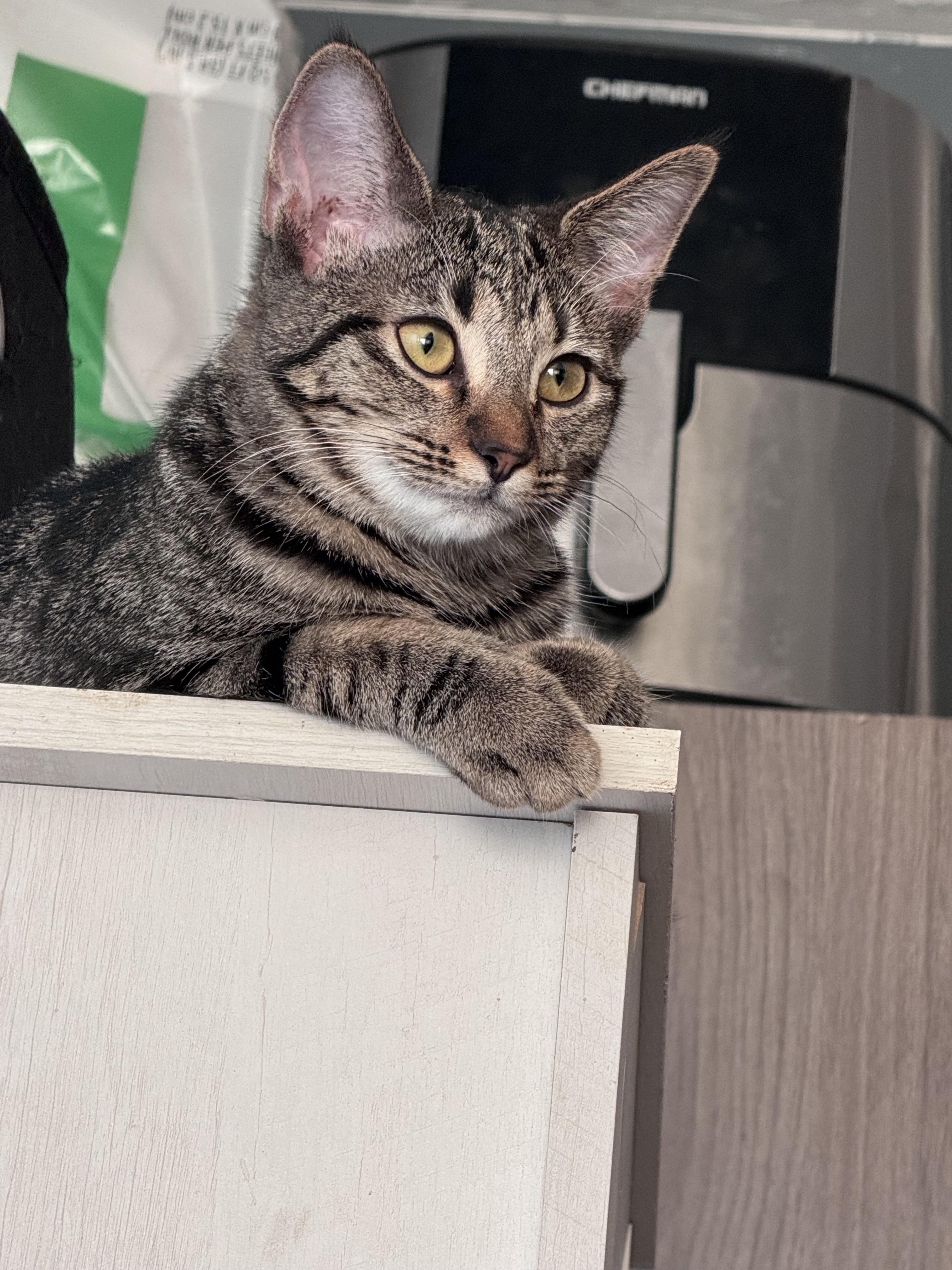 Birdie, a Adoptable Tabby in Brigham City, UT image 3/3