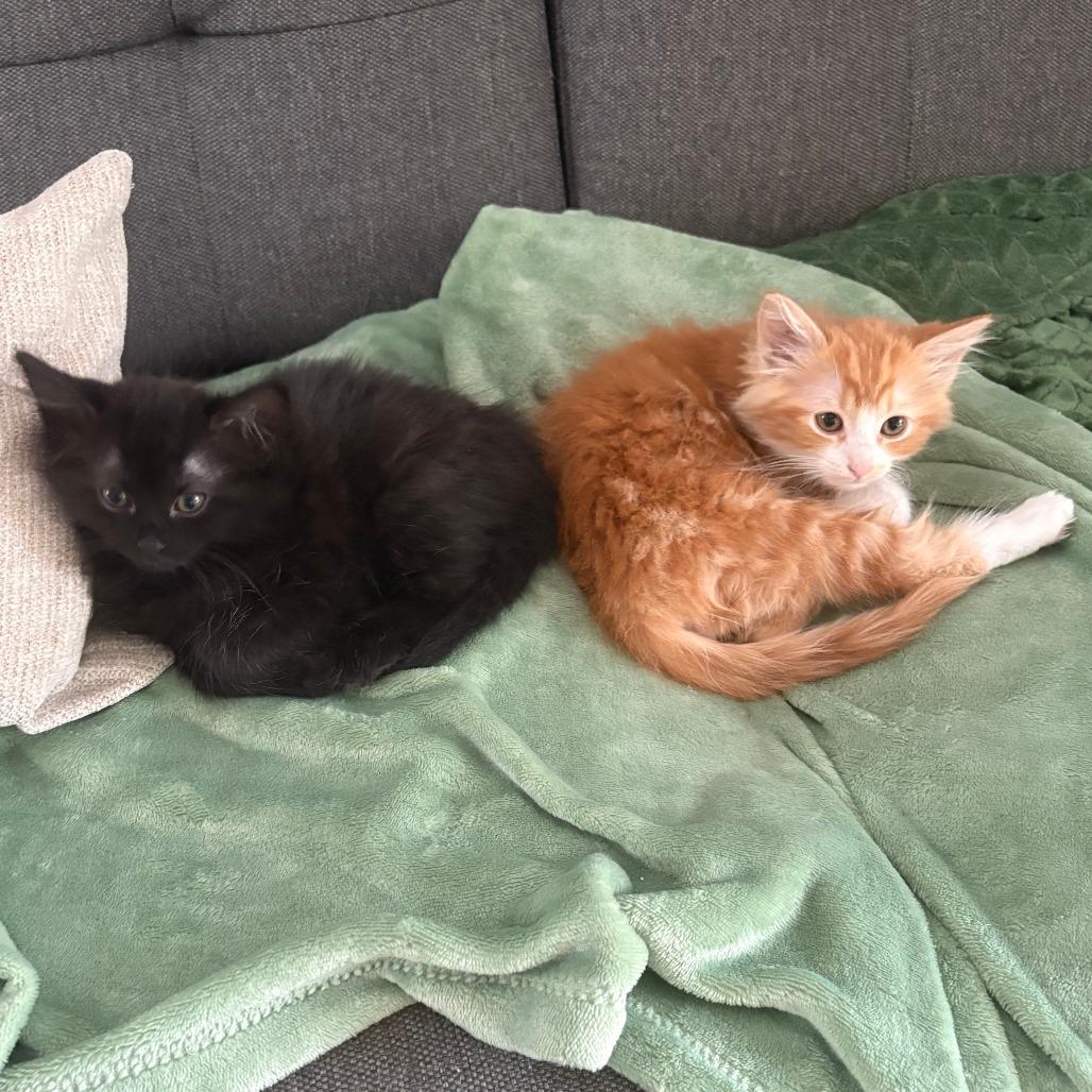 Vecna, Adoptable, Kitten Male Domestic Medium Hair.