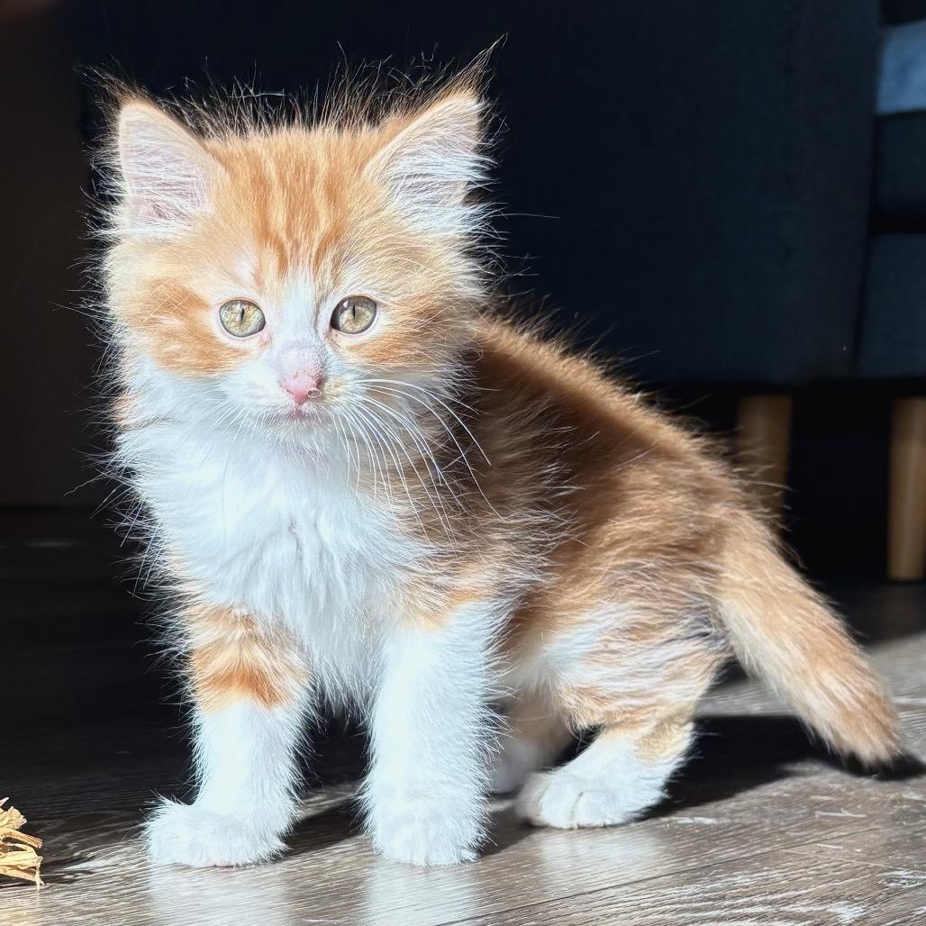 Vecna, a Adoptable Domestic Medium Hair in Jupiter, FL image 2/6