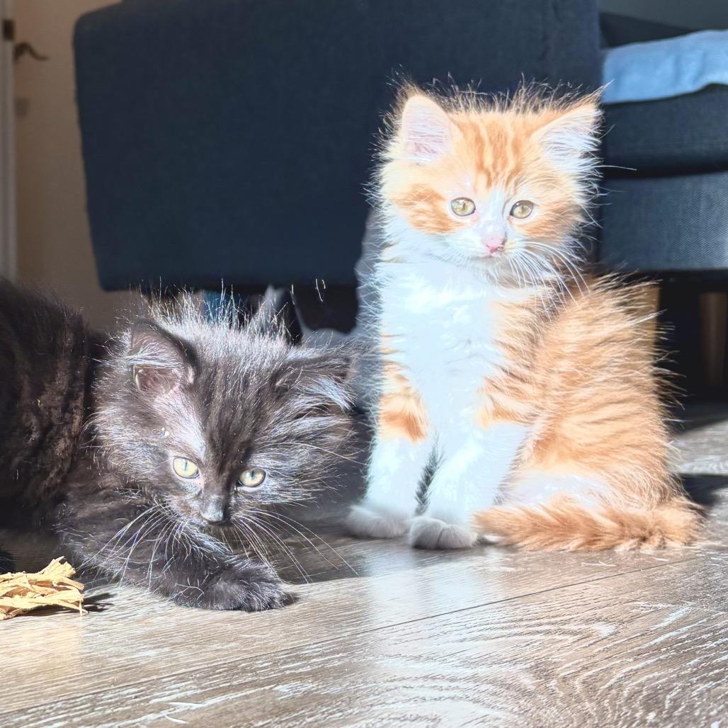 Vecna, a Adoptable Domestic Medium Hair in Jupiter, FL image 3/6