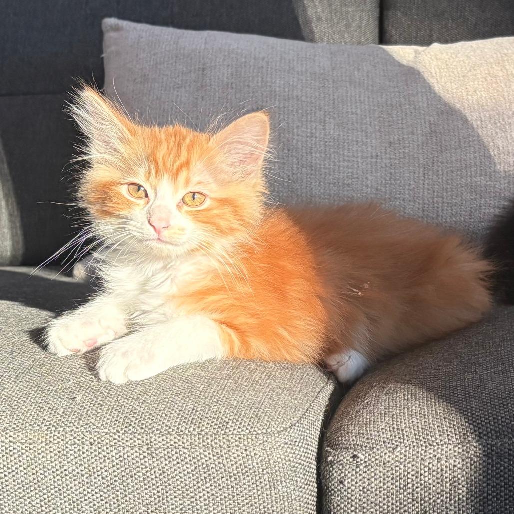 Vecna, a Adoptable Domestic Medium Hair in Jupiter, FL image 4/6