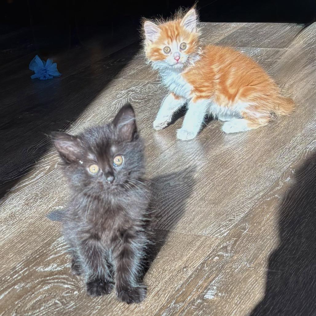 Vecna, a Adoptable Domestic Medium Hair in Jupiter, FL image 5/6