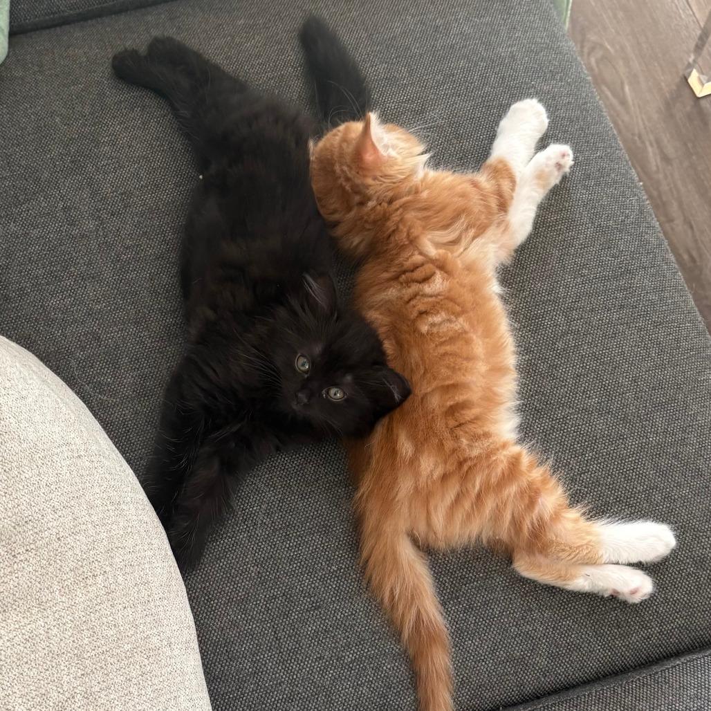 Vecna, a Adoptable Domestic Medium Hair in Jupiter, FL image 6/6