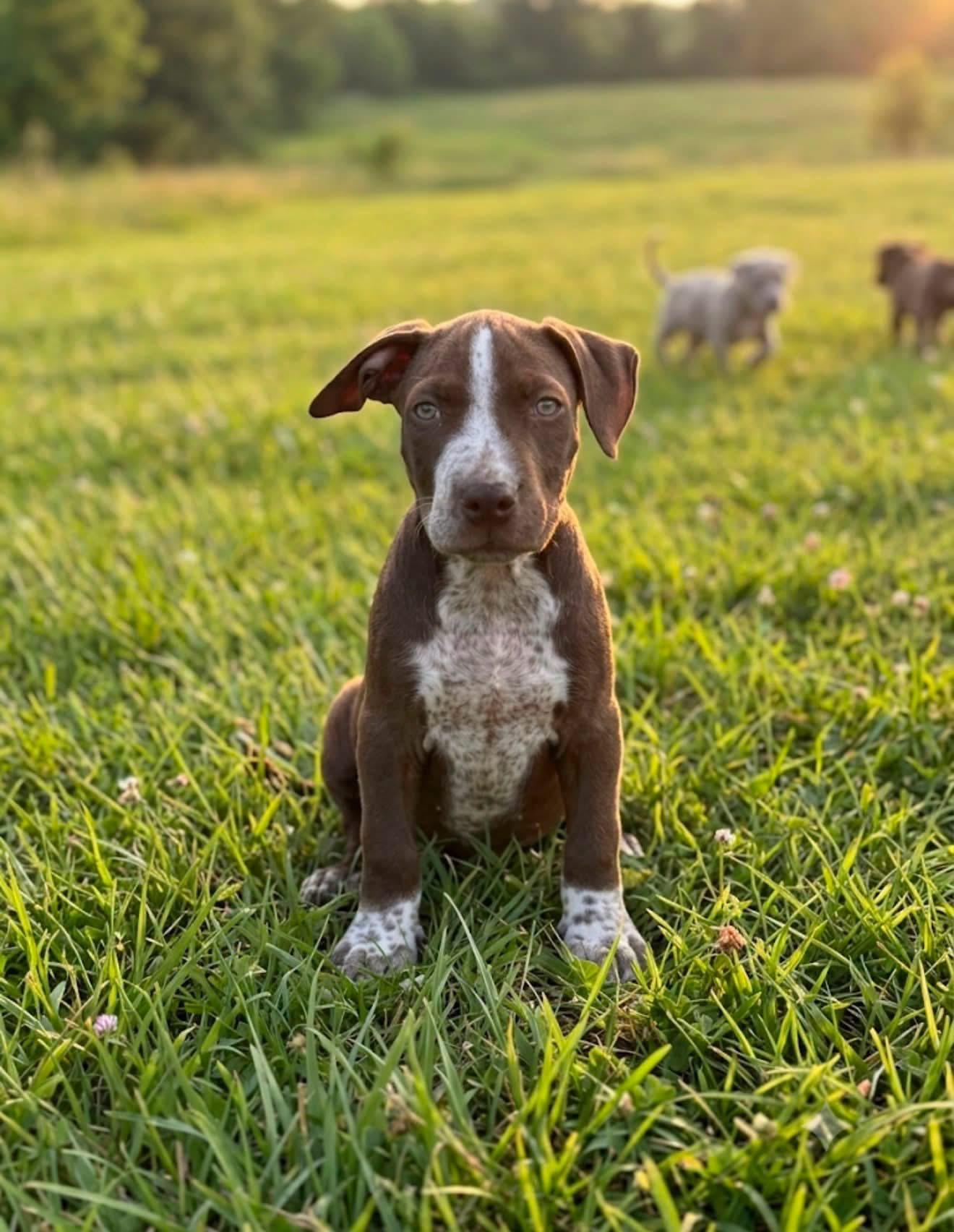 Enlarge Benny, a ADOPTABLE mixed breed in Semmes, AL image 1/1