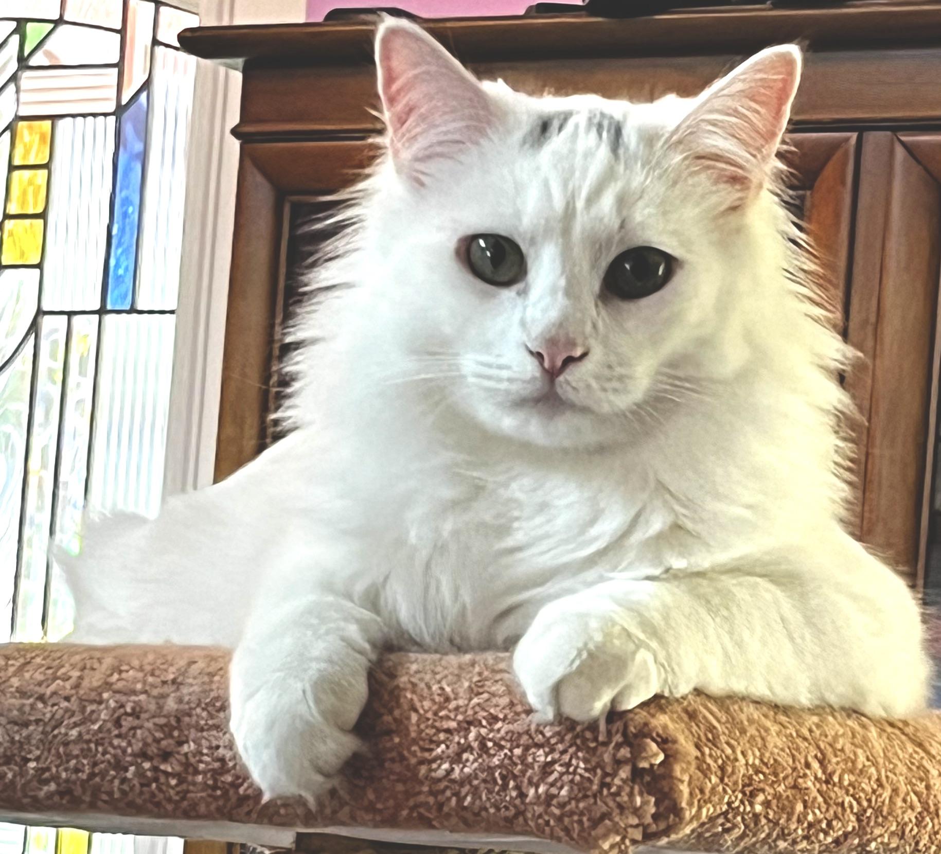 River, Adoptable, Young Male Turkish Van.