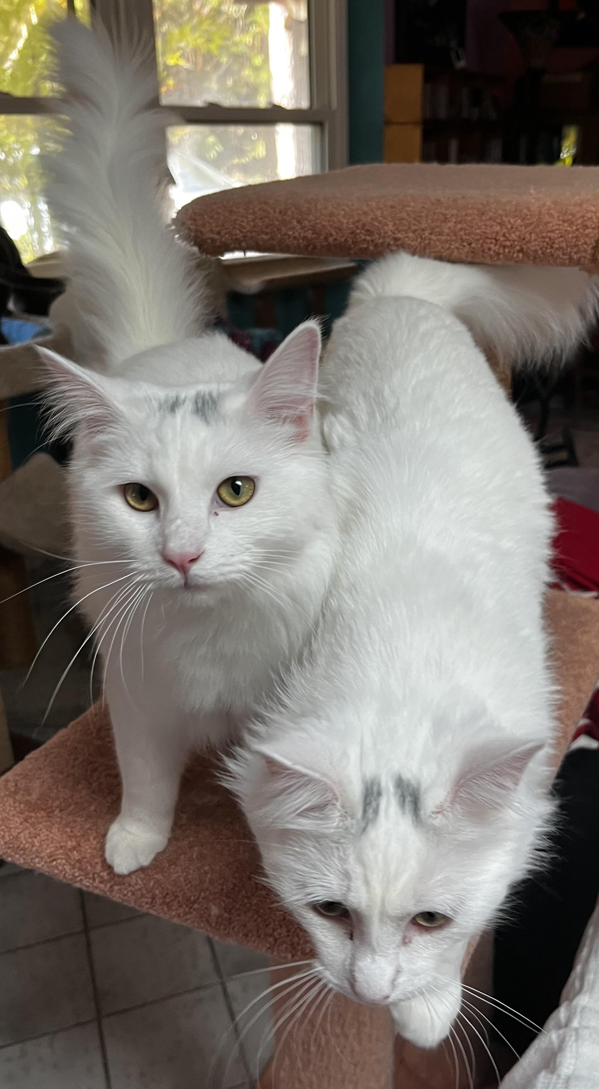 Enlarge River, a Adoptable mixed breed in Sarasota, FL image 5/6