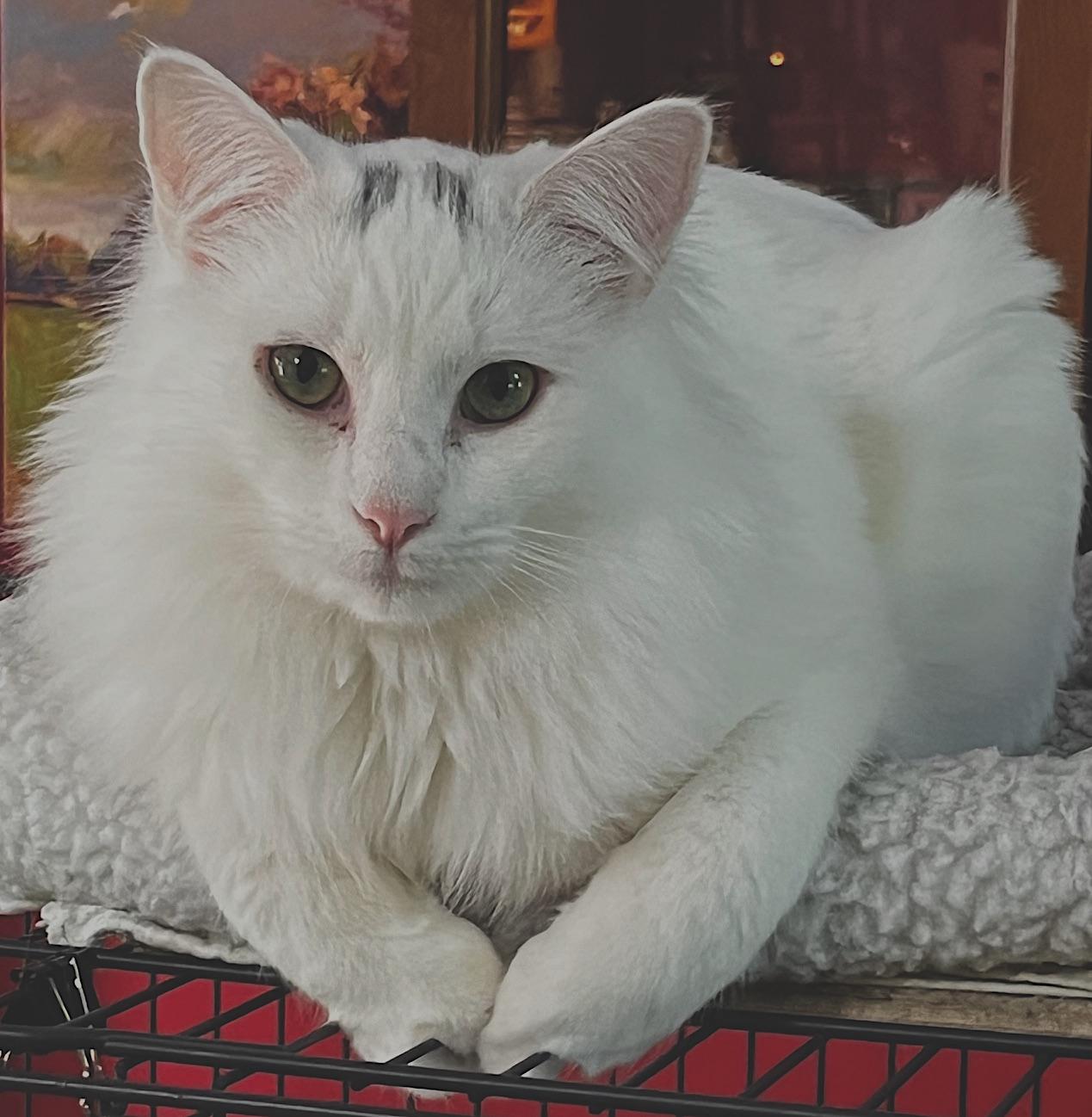 Enlarge River, a Adoptable mixed breed in Sarasota, FL image 2/6