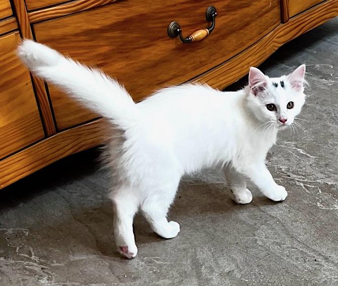 Enlarge River, a Adoptable mixed breed in Sarasota, FL image 6/6