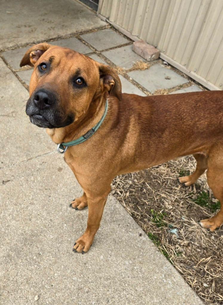 DUFF, a Adoptable mixed breed in Moberly, MO image 1/4