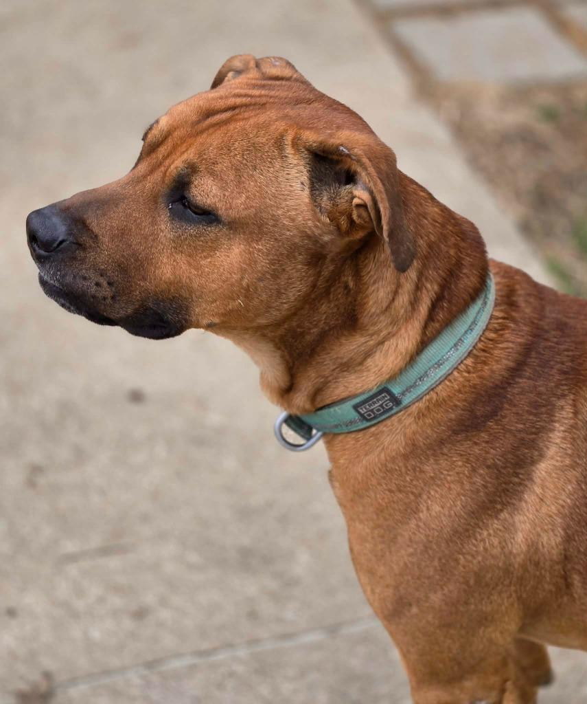 DUFF, a Adoptable mixed breed in Moberly, MO image 2/4