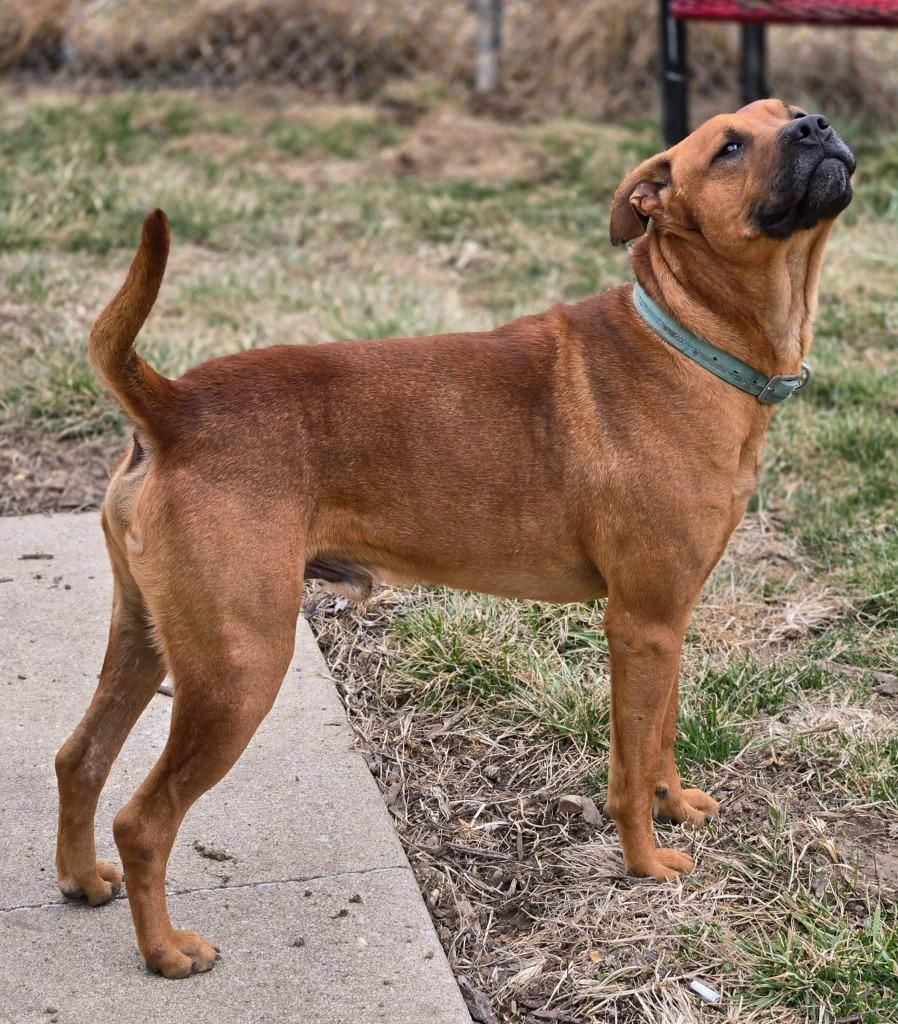 DUFF, a Adoptable mixed breed in Moberly, MO image 4/4
