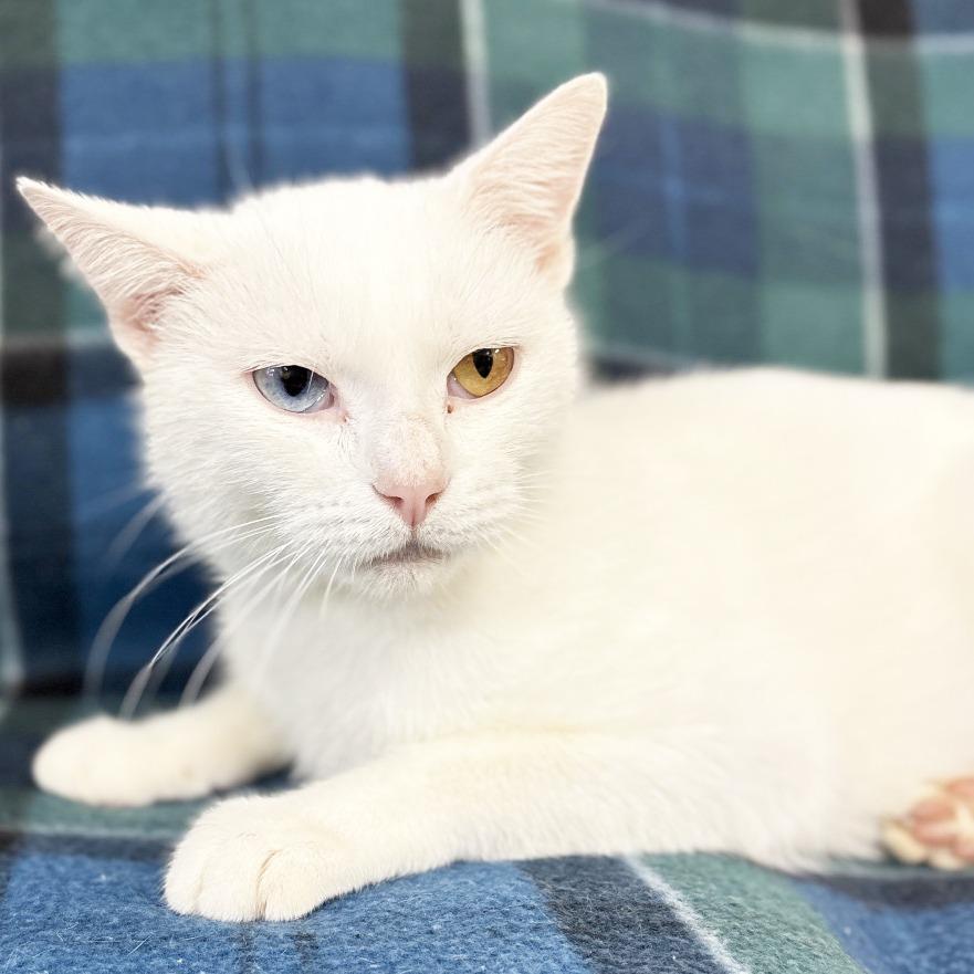 Mama Bobbie, Adoptable, Adult Female Manx.