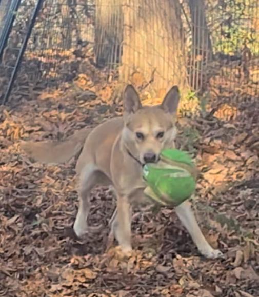 Newton, Adoptable, Senior Male Husky.