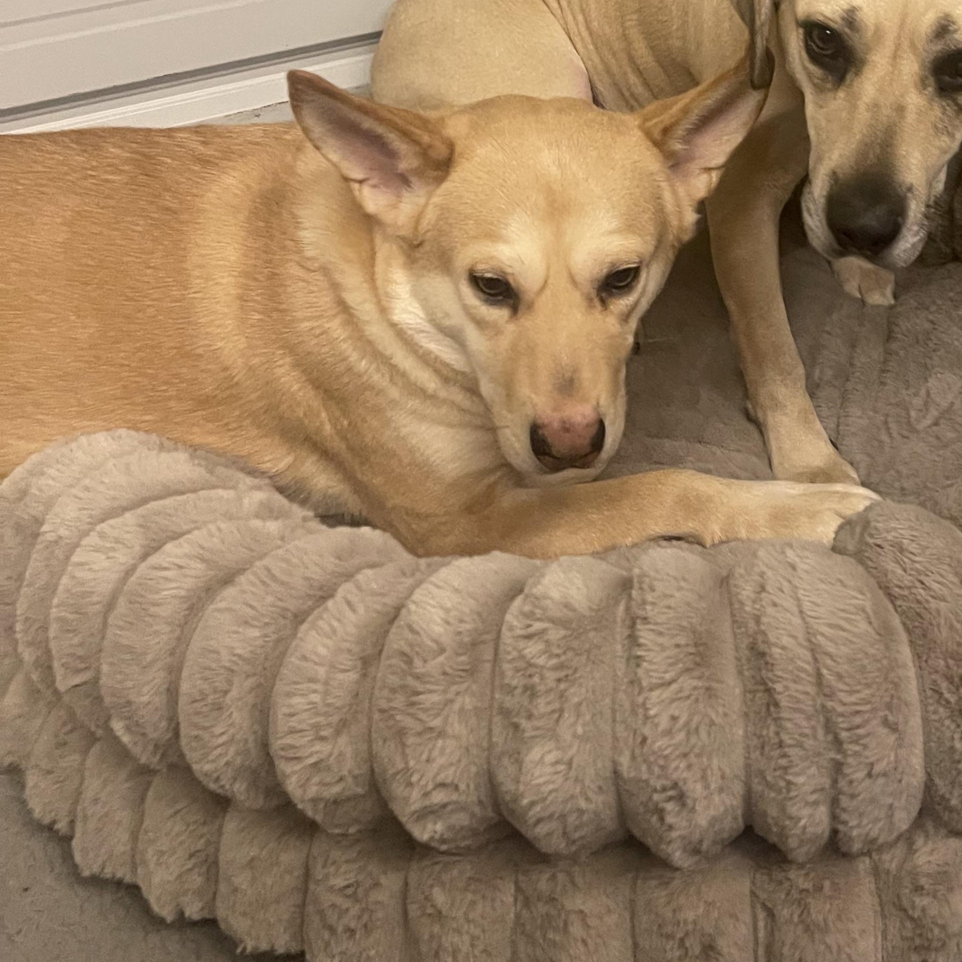Enlarge Newton, a Adoptable Husky in Eureka, MO image 1/2