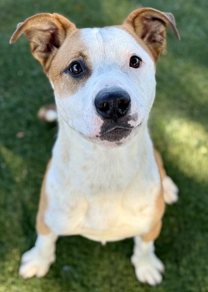 Hammy, a Adoptable mixed breed in Red Bluff, CA image 3/3