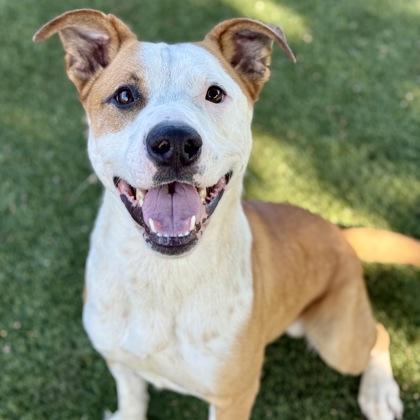 Hammy, Adoptable, Young Male Pit Bull Terrier.