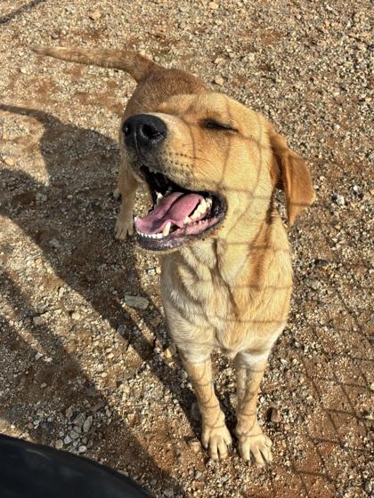 25-183 Arwen, a Adoptable mixed breed in Barnesville, GA image 1/3