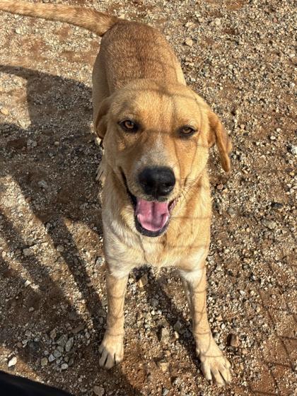 25-183 Arwen, a Adoptable mixed breed in Barnesville, GA image 2/3