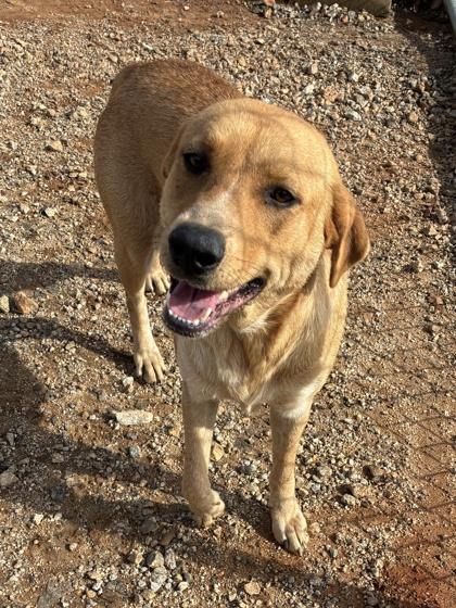 25-183 Arwen, a Adoptable mixed breed in Barnesville, GA image 3/3
