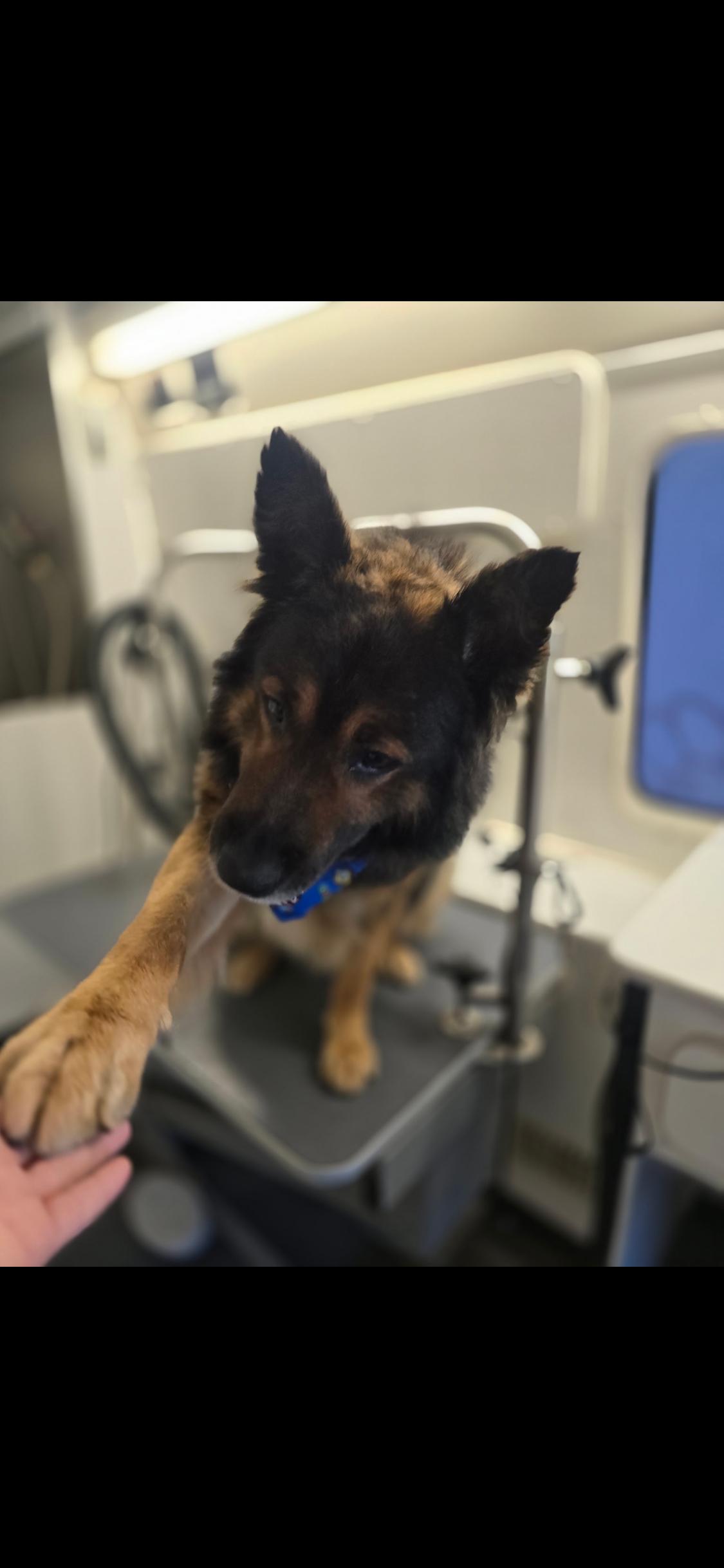 Ralphie, a ADOPTABLE mixed breed in West Hollywood, CA image 3/6