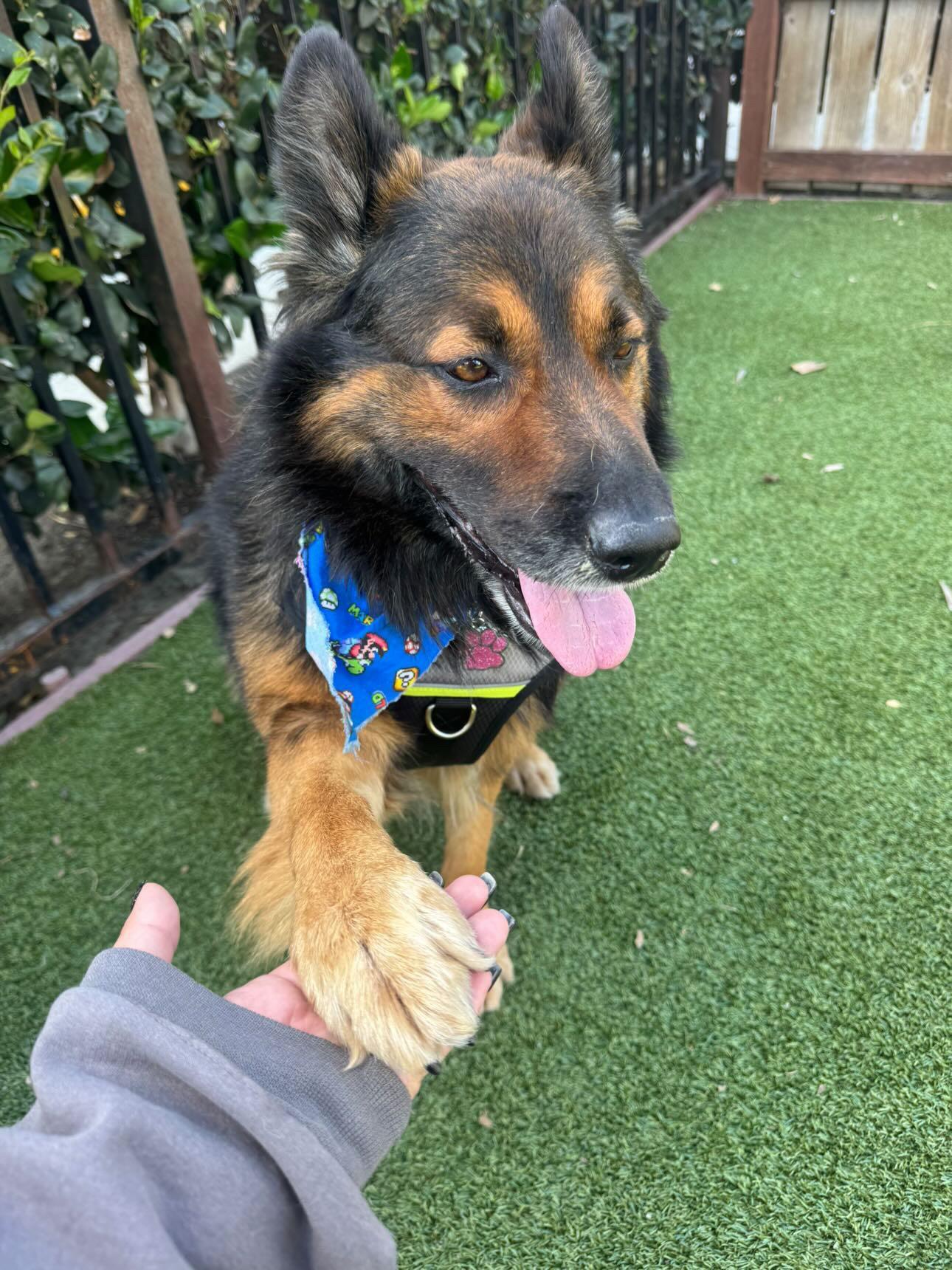 Ralphie, a ADOPTABLE mixed breed in West Hollywood, CA image 5/6