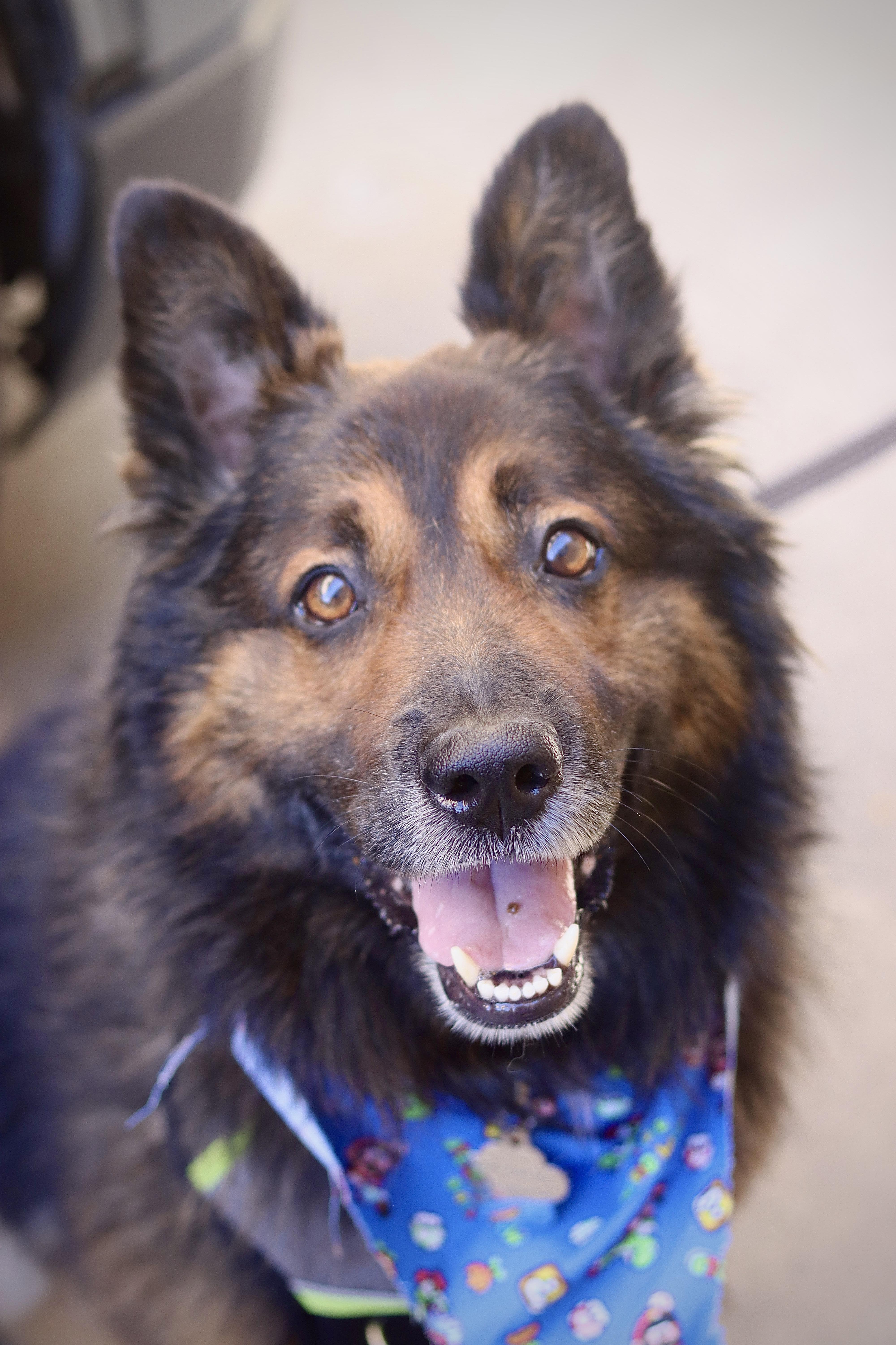 Ralphie, a ADOPTABLE mixed breed in West Hollywood, CA image 1/6