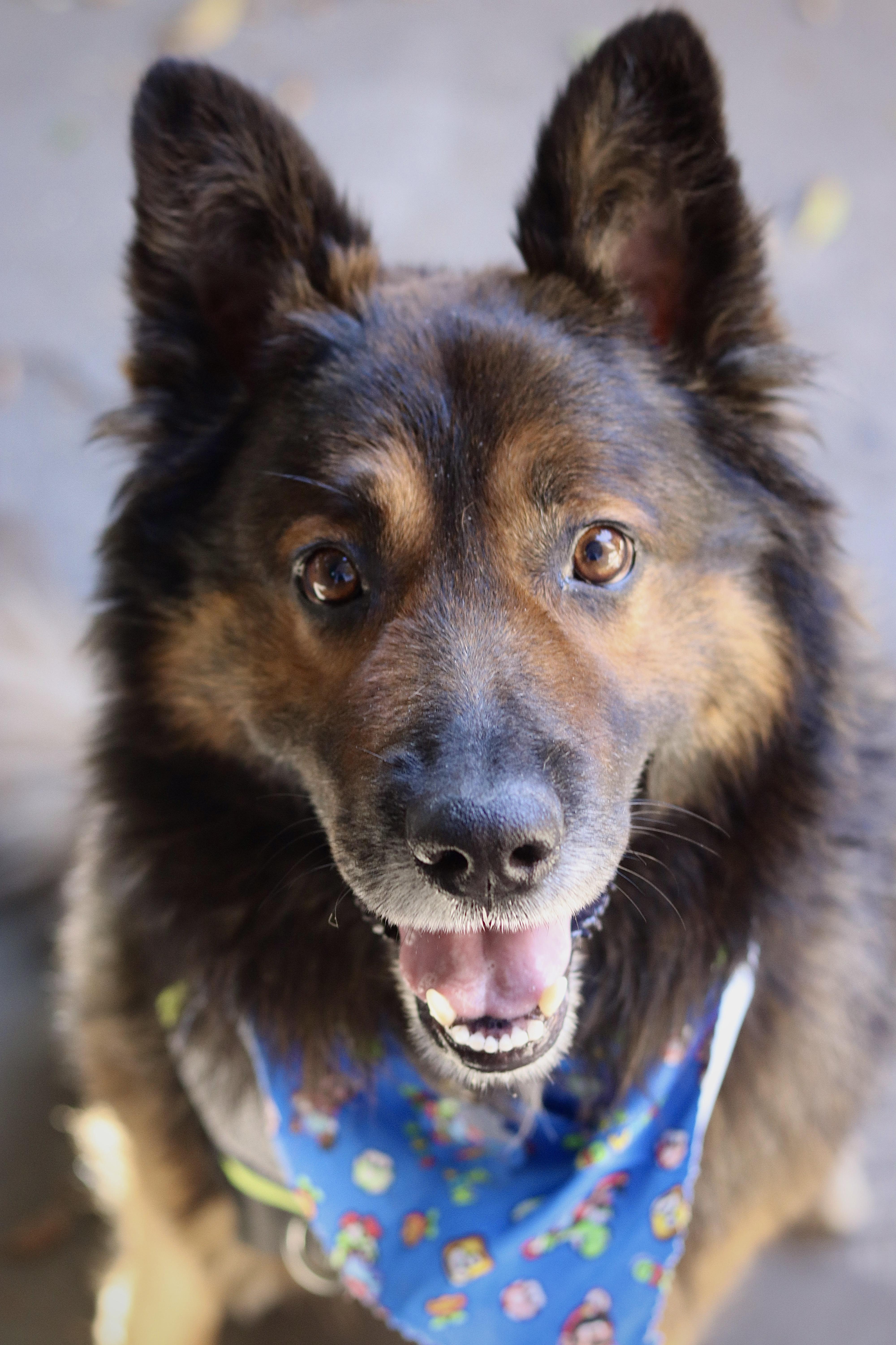 Ralphie, a ADOPTABLE mixed breed in West Hollywood, CA image 2/6
