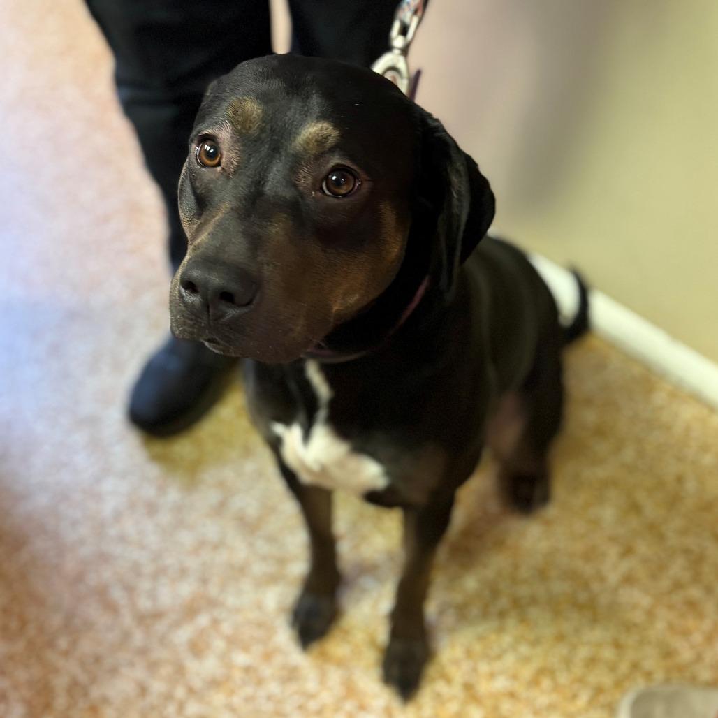 Nala, Adoptable, Young Female Black Labrador Retriever & Pit Bull Terrier.