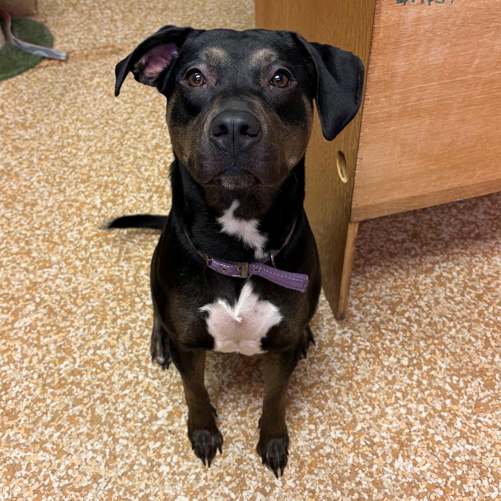 Enlarge Nala, a Adoptable mixed breed in Chehalis, WA image 2/2