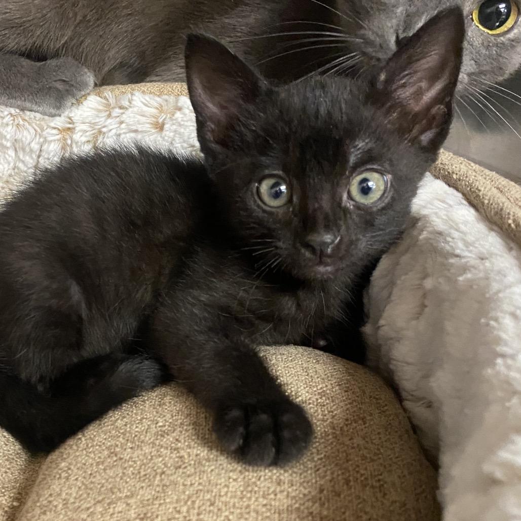 Thorn, Adoptable, Kitten Male Domestic Short Hair.