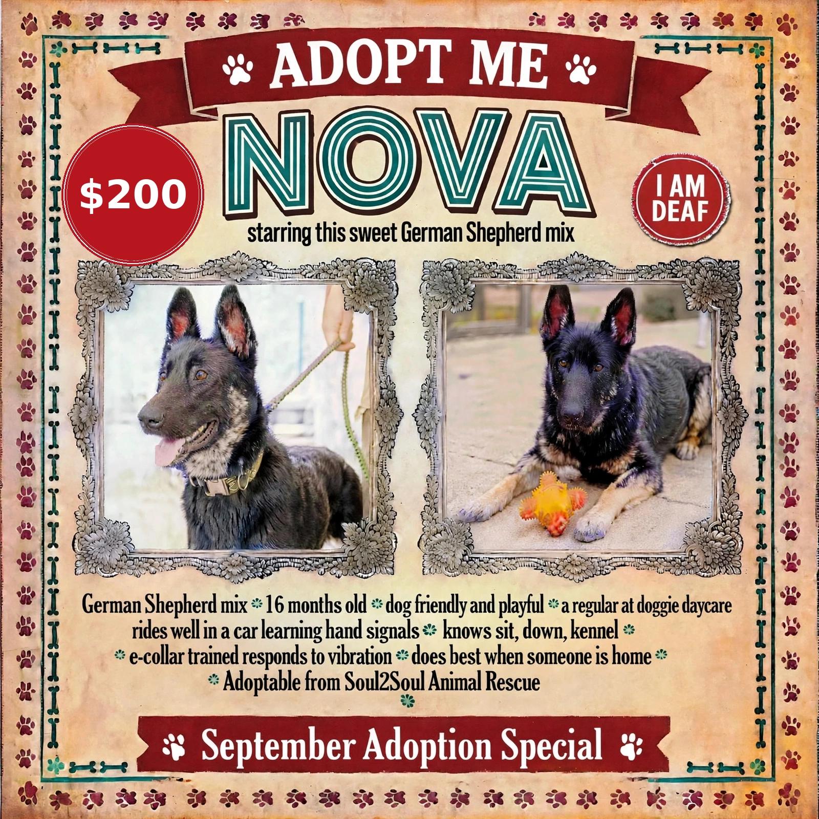 Nova, Adoptable, Young Female German Shepherd Dog.