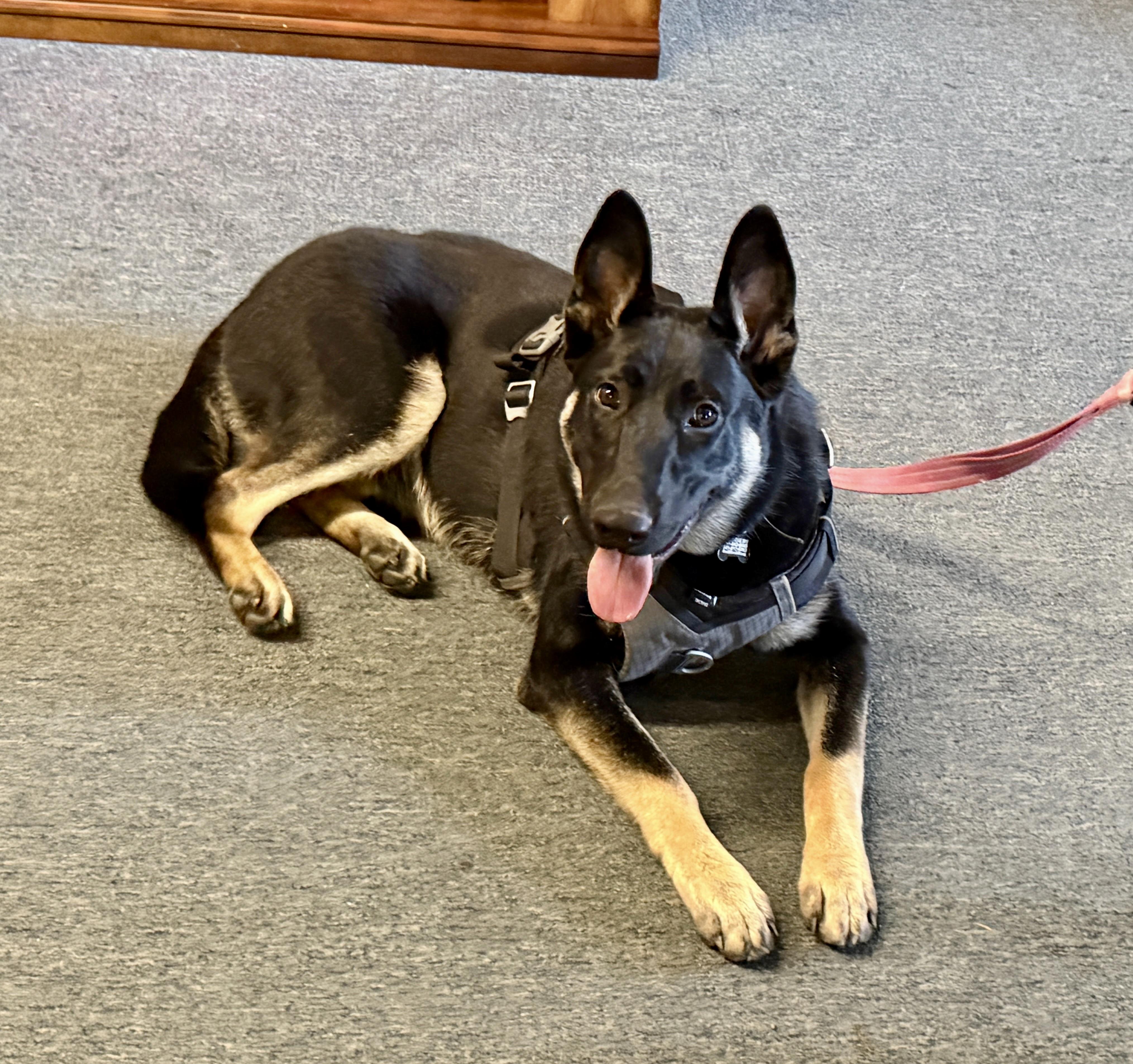 Nova, Adoptable, Young Female German Shepherd Dog.