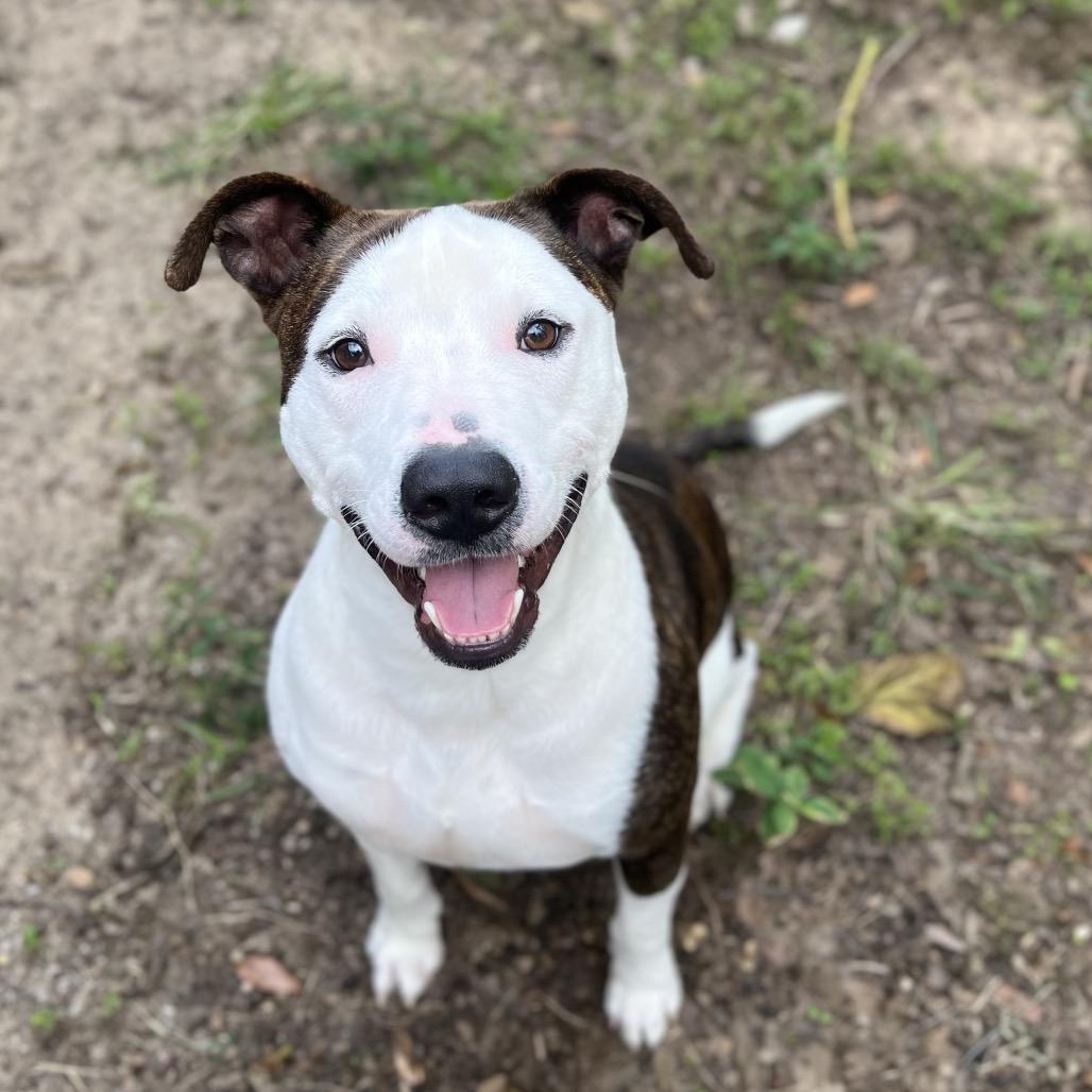 Enlarge Deeno, a Adoptable Mixed Breed in Austin, TX image 1/3