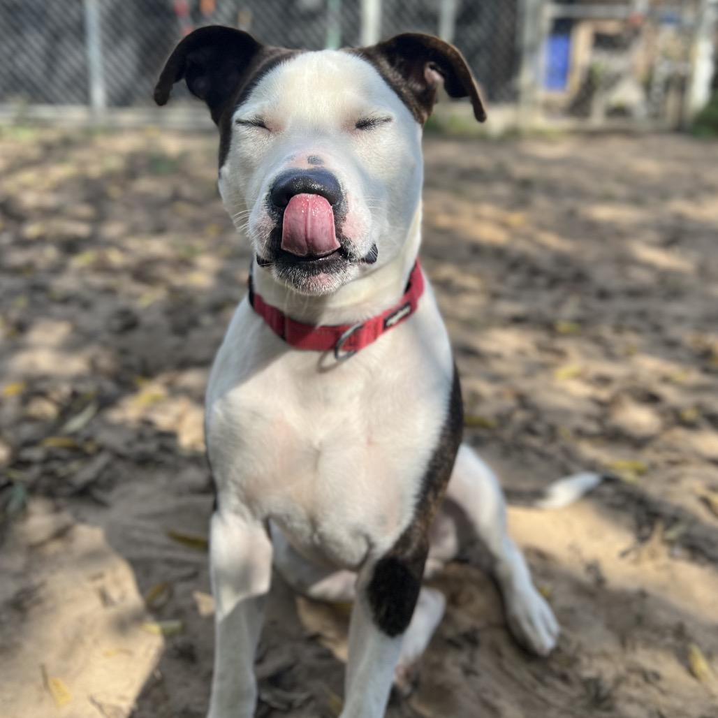 Enlarge Deeno, a Adoptable Mixed Breed in Austin, TX image 3/3