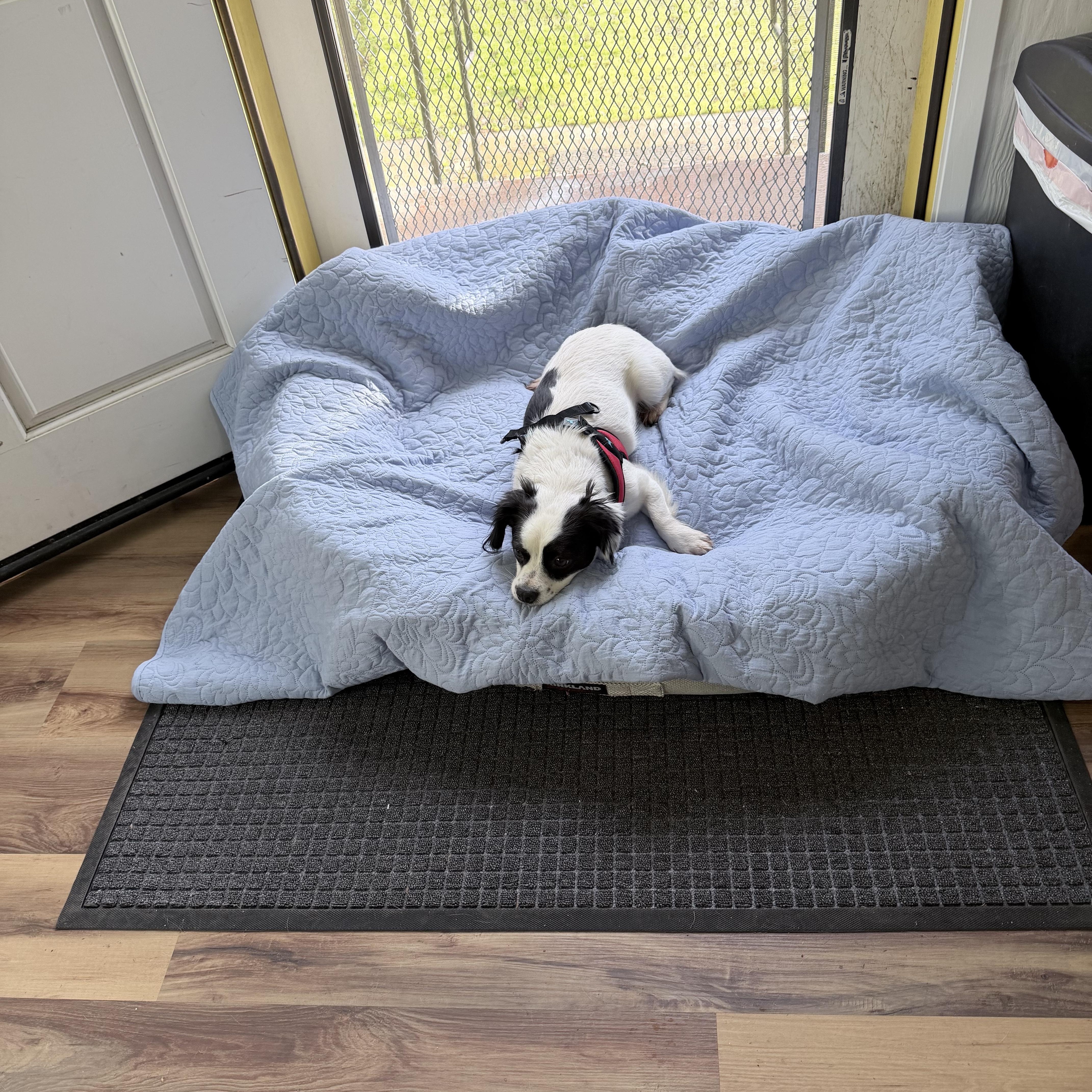 Enlarge Rosa, an adopted mixed breed in Santa Rosa, CA image 2/3