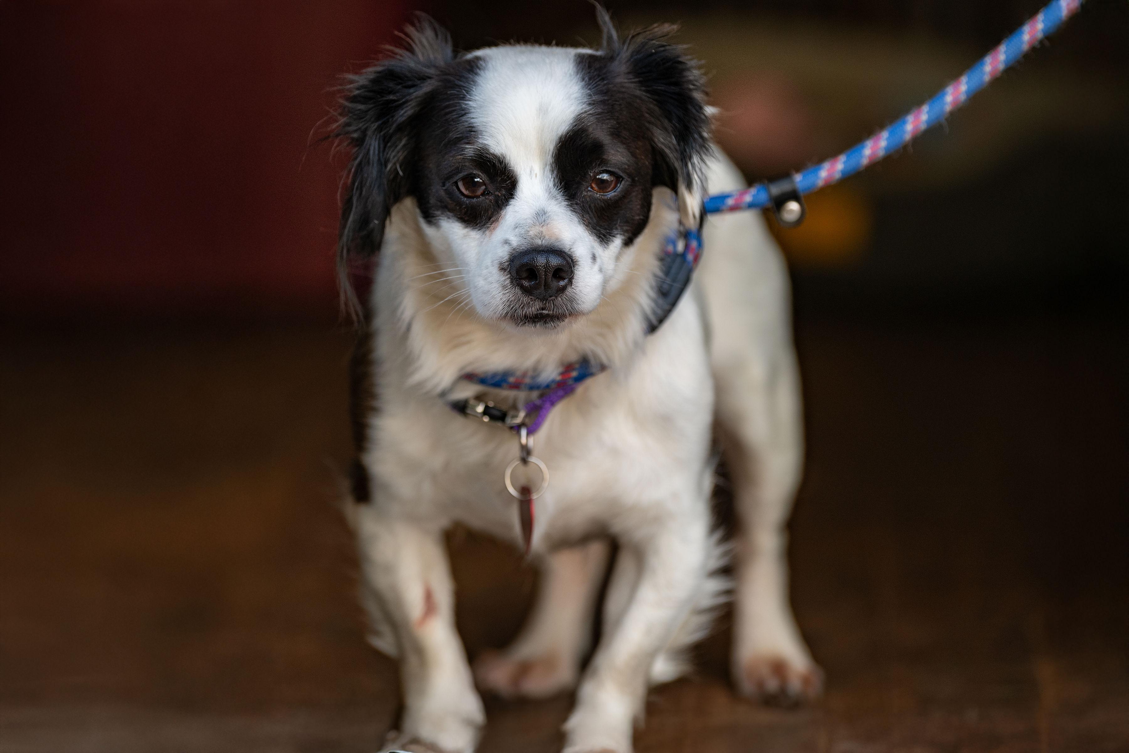 Enlarge Rosa, an adopted mixed breed in Santa Rosa, CA image 3/3