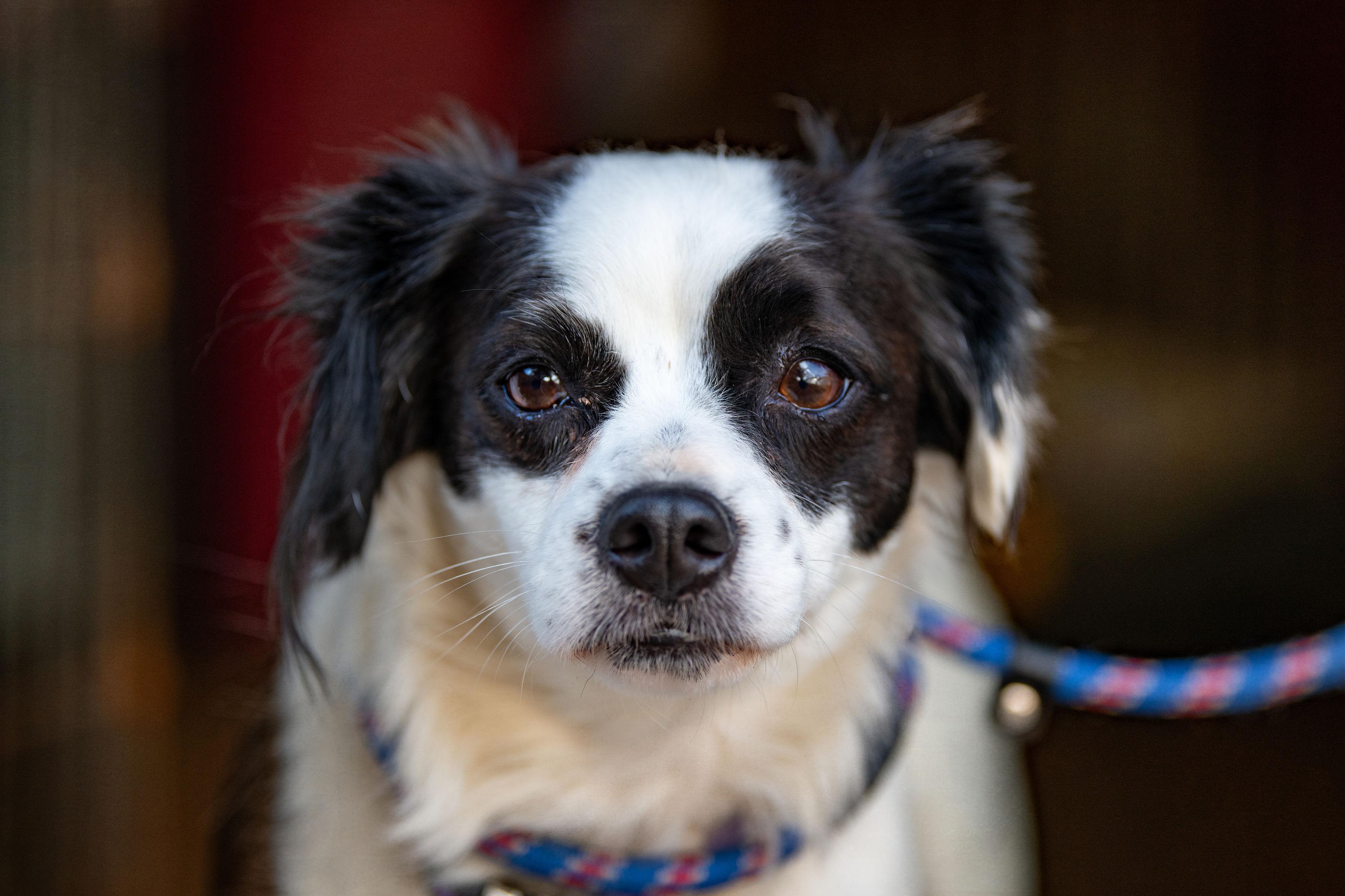 Rosa, adoptable, Young Female Cavalier King Charles Spaniel.