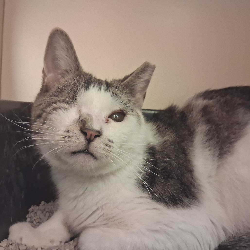 Olive, Adoptable, Adult Female Domestic Short Hair.