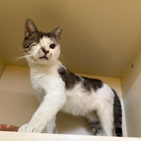 Enlarge Olive, a Adoptable Domestic Short Hair in Dayton, OH image 2/6