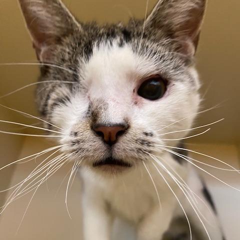 Enlarge Olive, a Adoptable Domestic Short Hair in Dayton, OH image 3/6